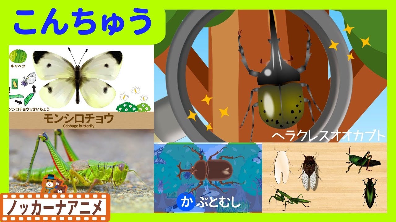 【16分連続】昆虫 キッズアニメ＃４★カブトムシ・クワガタムシ・カマキリ★子供向けアニメ★Insects animation for kids