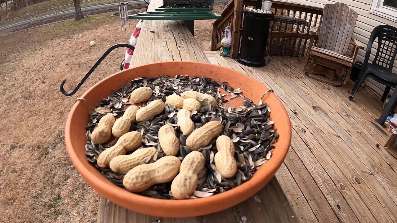backyard bird watching Warsaw Missouri