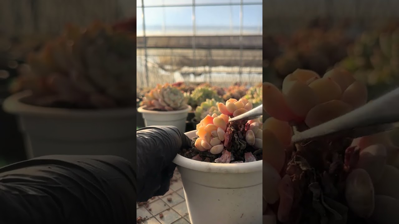 Mini Orange Monroe Succulent: A Tiny Decompress Delight