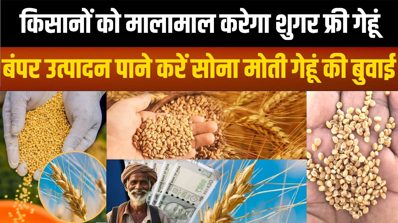 Sagar- सोना मोती गेहूं बदलेगा किसानों की किस्मत, प्रति एकड़ 25 क्विंटल का उत्पादन, मुनाफा 4 गुना