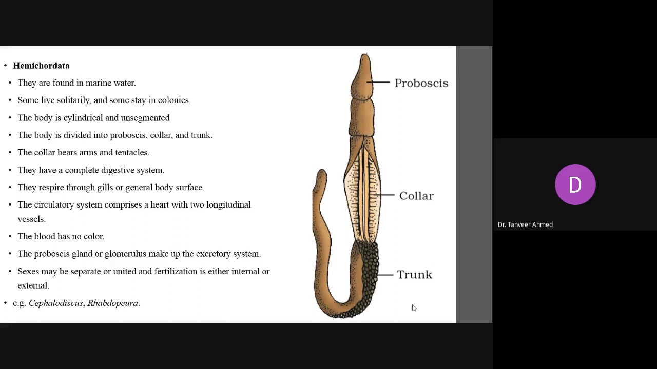 Protochordates (2nd Part)