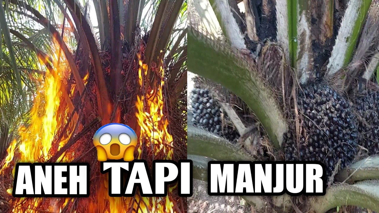 TIPS PERAWATAN KELAPA SAWIT AGAR TIDAK BERBUAH CENGKEH