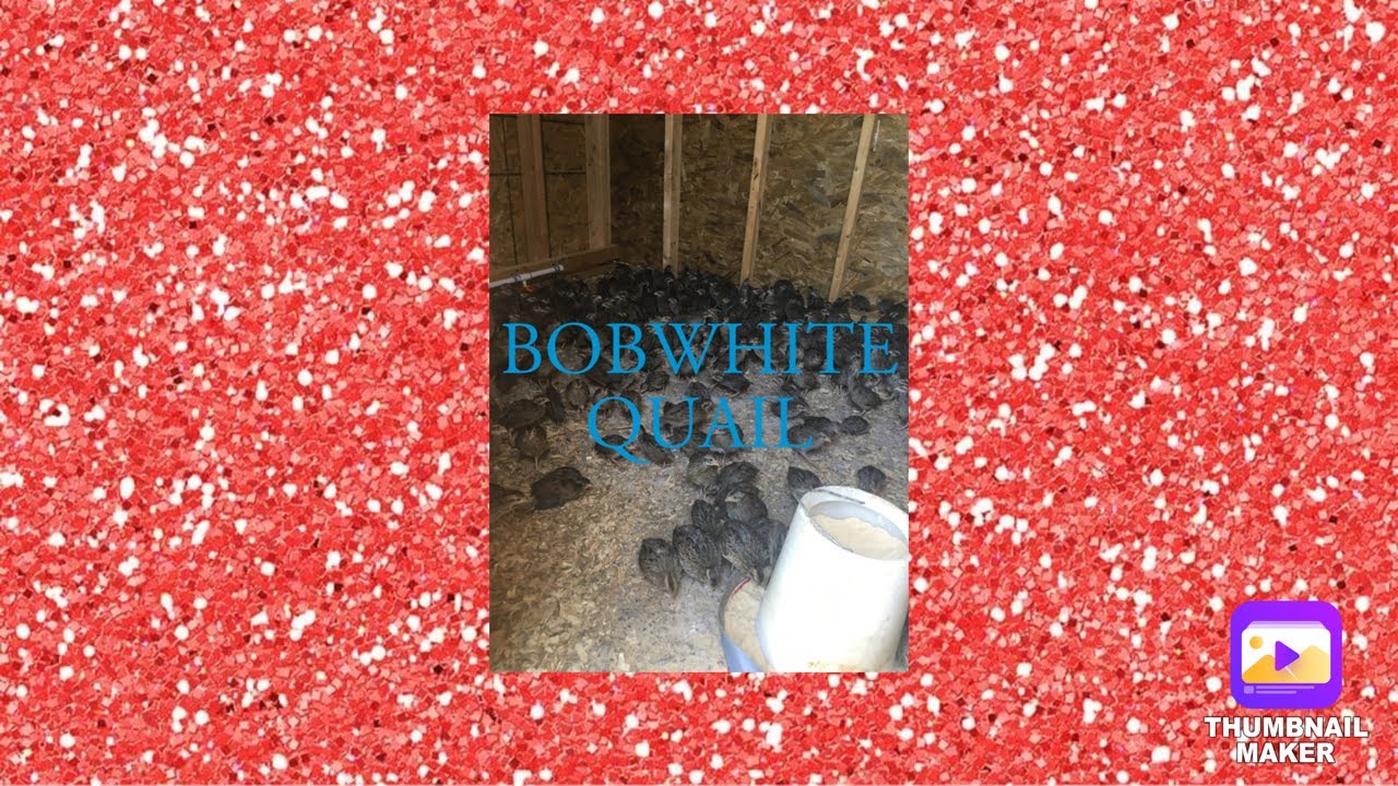 Raising Bobwhite Quail