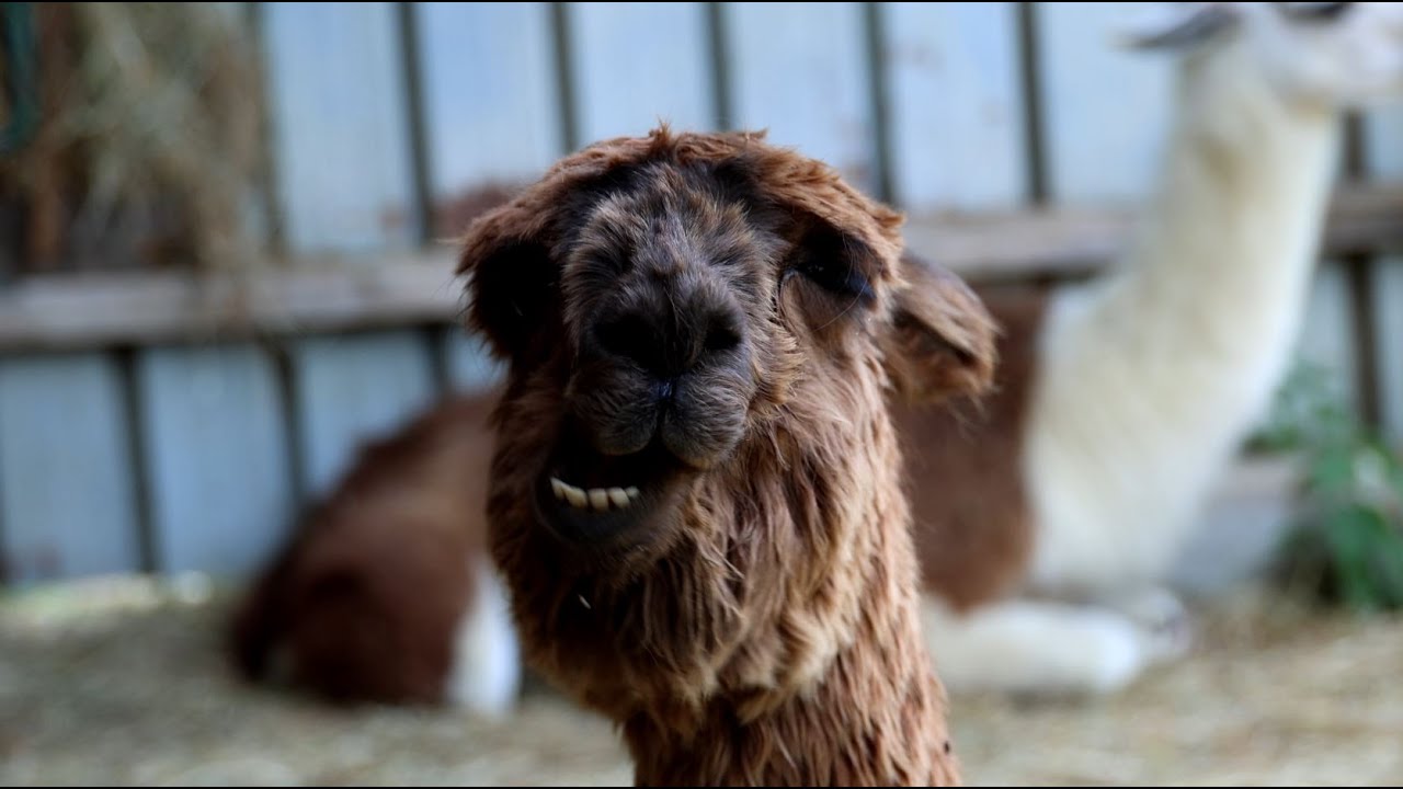 Lama Émoi, un lieu d'apaisement à Saint-Aignan