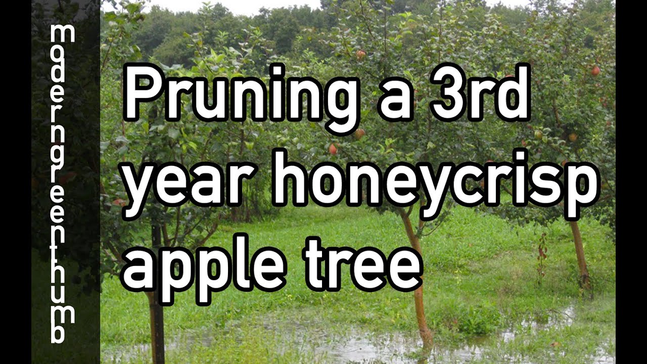 Pruning 3rd Year Honeycrisp Apple Tree