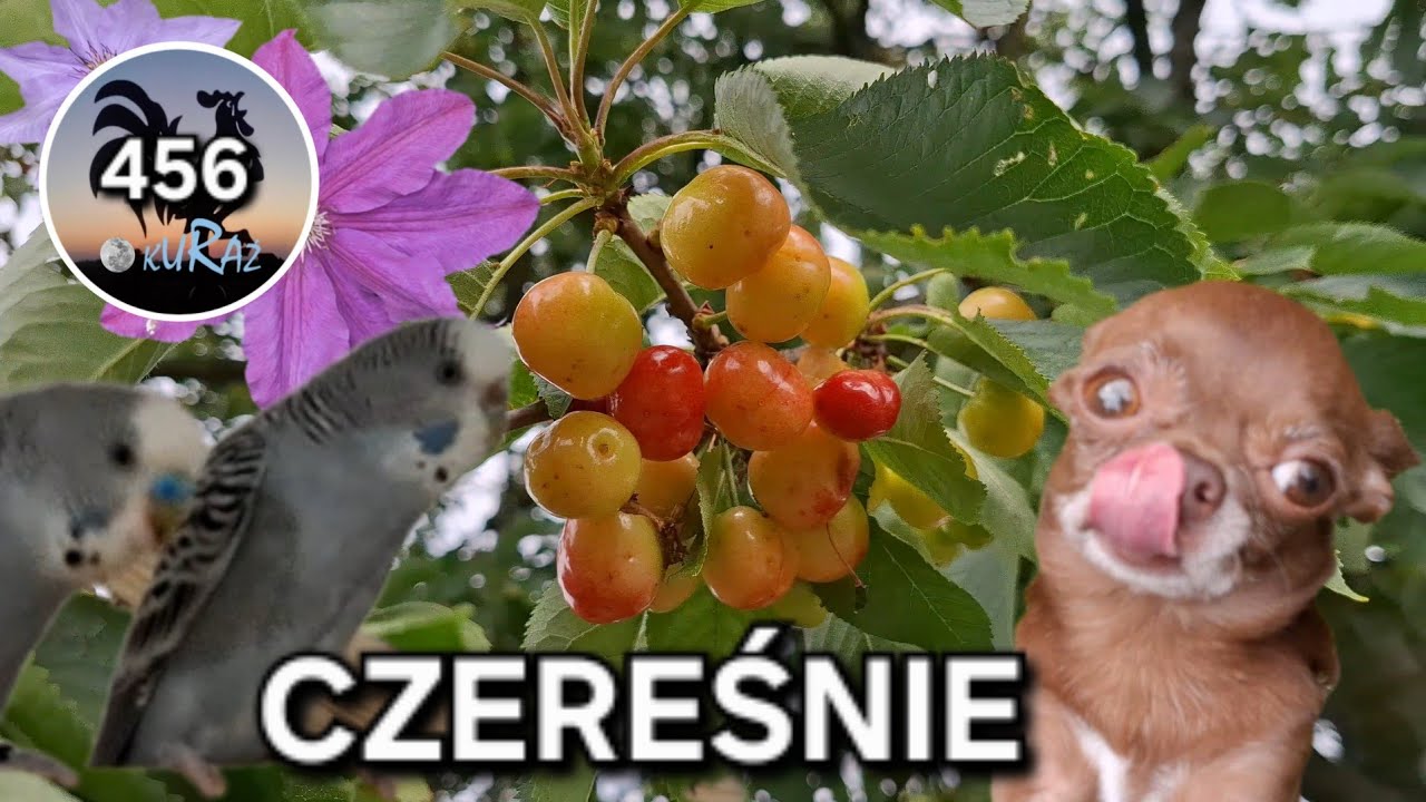 Spacer po Garden kuRaż * Nowa papugarnia i pierwsze czereśnie * 07.06.2026