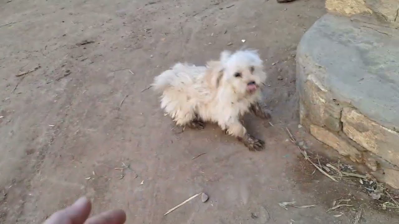 Susi's erster Ausflug durchs Dorf mit allen Hunden. 🤣❤️🤣❤️🤣