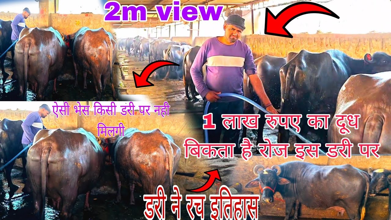 इस डारी फार्म ने जीत लाखो के दिल रच इतिहास #viral #trending #dariyfarm #video #shortvideos #vilog 