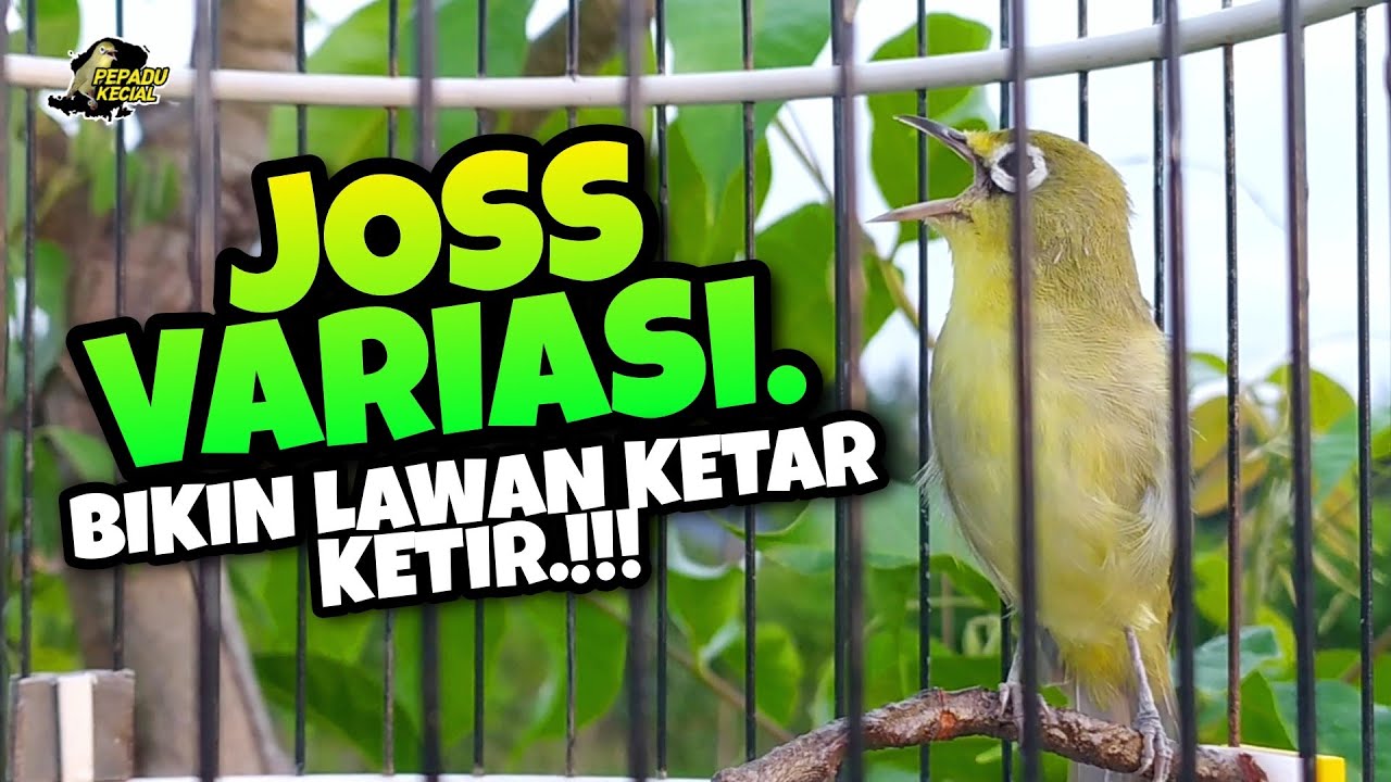 Masteran Kecial Kuning Joss Variasi Ampuh Bikin Lawan Ketar Ketir‼️| PEPADU KECIAL