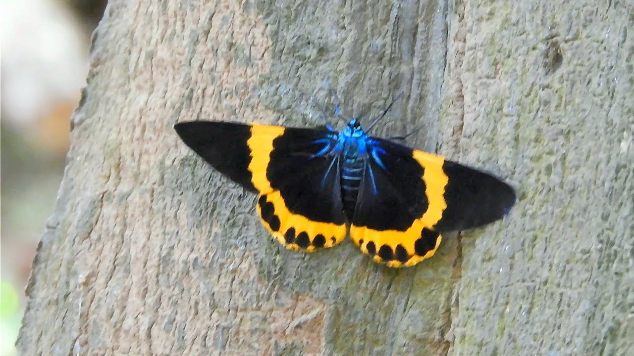 橙帶藍尺蛾 Milionia zonea pryeri
