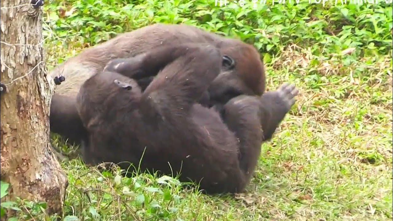 Ринго всё время пытается забраться на спину Джабали 😆🦍 Ринго всегда мечтал забраться на спину Джа...