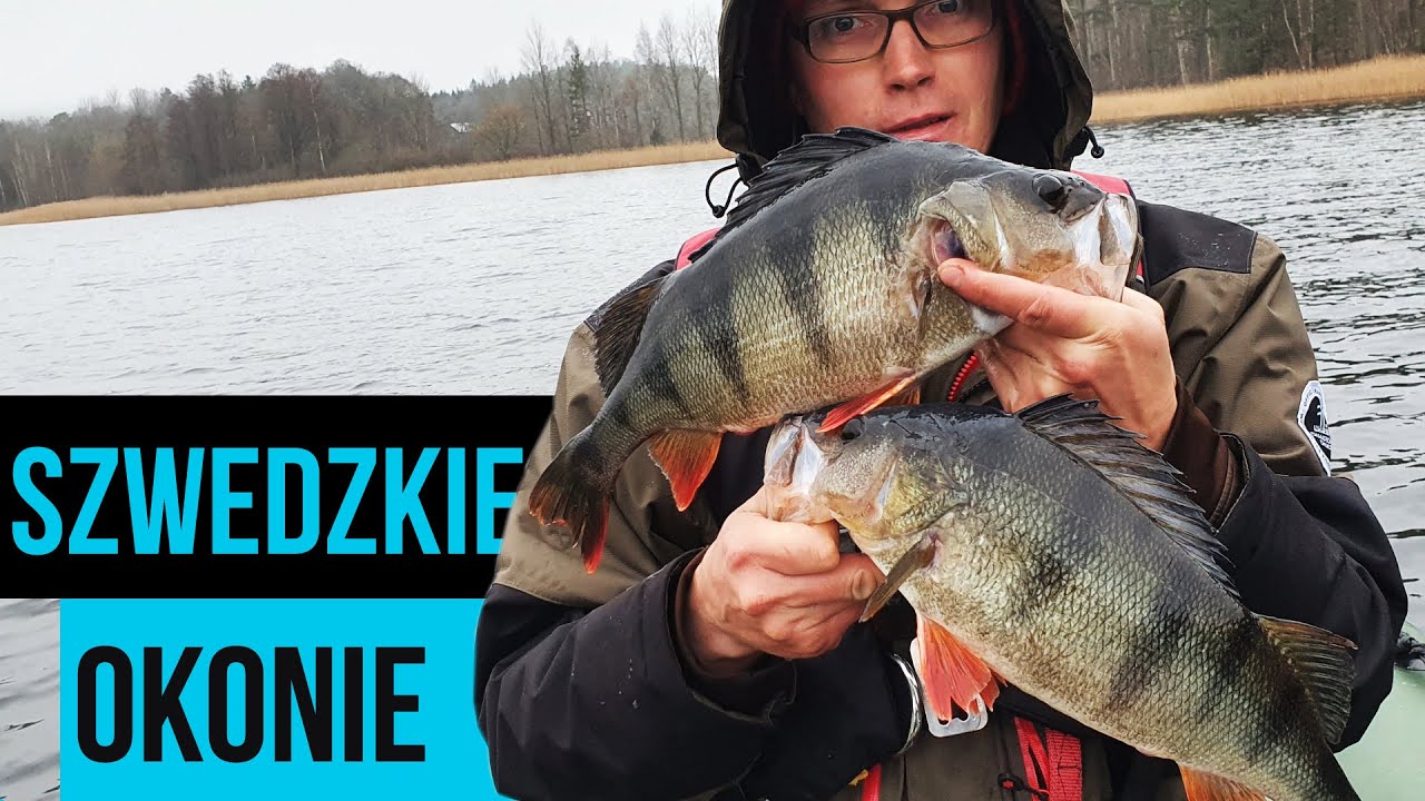 Szwedzkie Okonie  - Wędkarstwo Nowogard