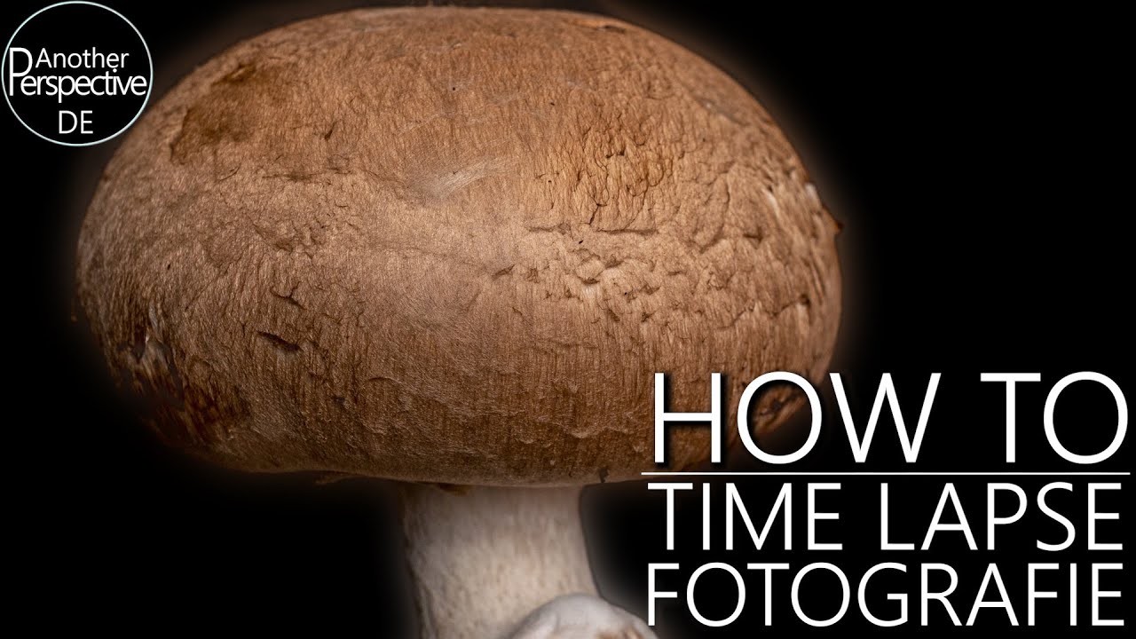 Time Lapse Fotografie Tutorial | 30 Tage Pilzwachstum aufnehmen