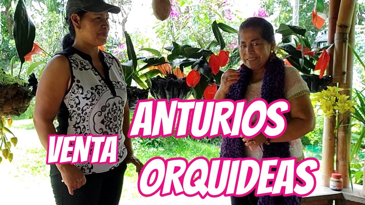 Colección de ANTURIOS y ORQUIDEAS | Tour por el jardín de la señora Milena.
