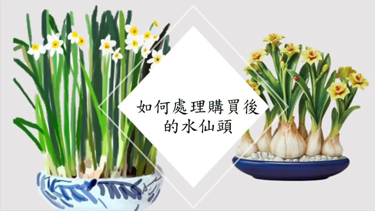 𠝹水仙頭