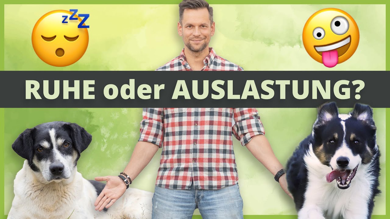 Hundeerziehung: Das perfekte GLEICHGEWICHT zwischen Ruhe und Auslastung!