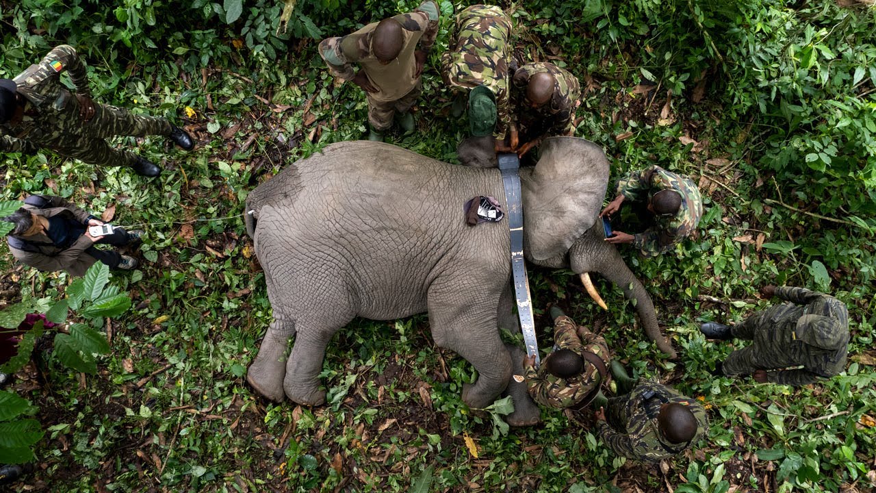 African forest elephant brothers - Tracking Big John and Little John in Guinea