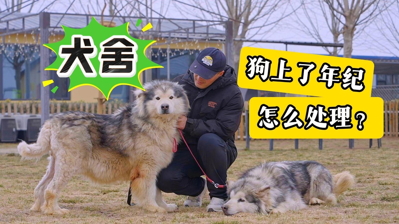 犬舍里的狗老了以后竟然被这样处理！\The dogs in the kennel were treated like this when they got old!