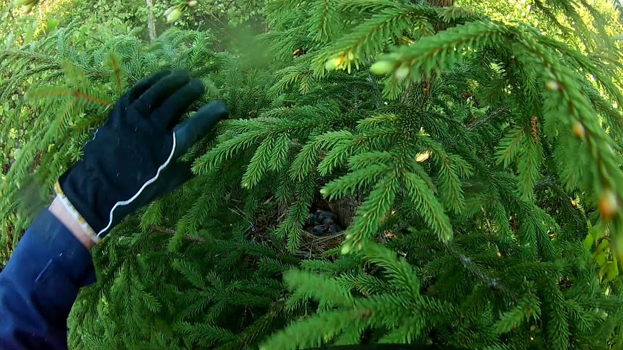 Röjning, vår, natur