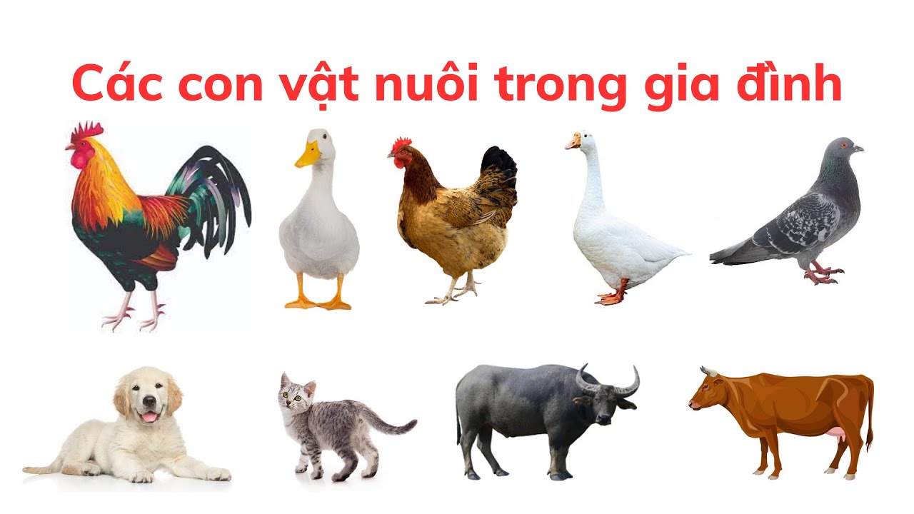 Nhận biết động vật nu&ocirc;i trong gia đ&igrave;nh | Dạy b&eacute; tập n&oacute;i | Dạy b&eacute; học | Ch&iacute;ch B&ocirc;ng LALA Kids