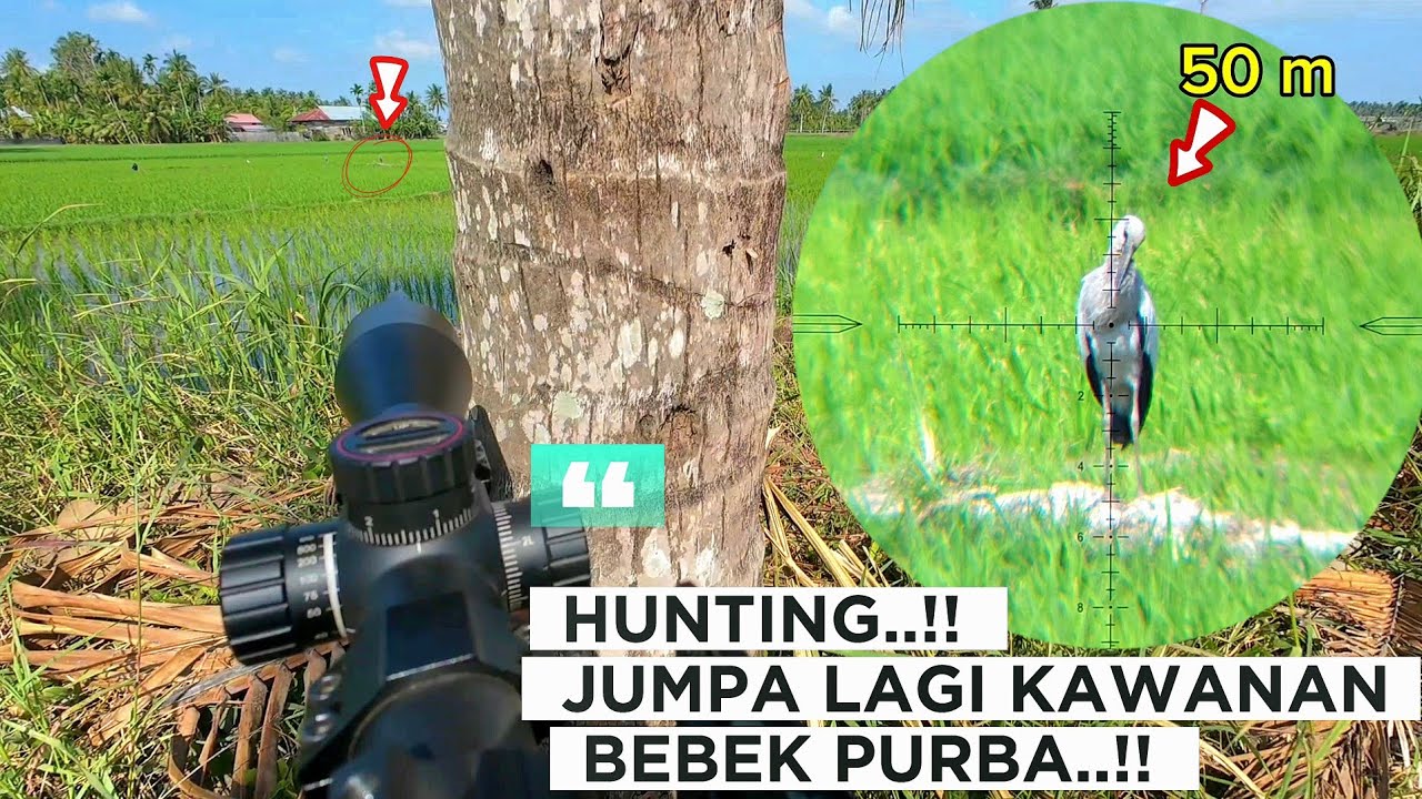 HUNTING‼️JUMPA LAGI KAWANAN BEBEK PURBA.🦤🦤