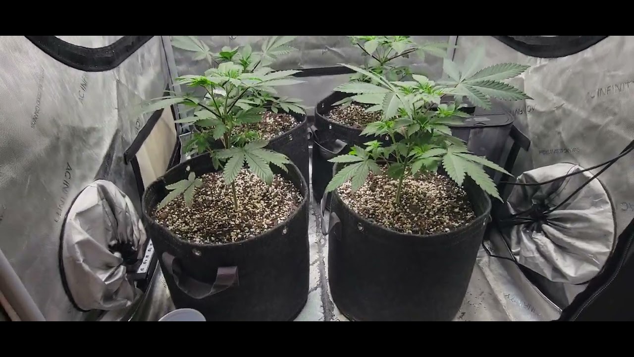 Sour Diesel Indoor Grow