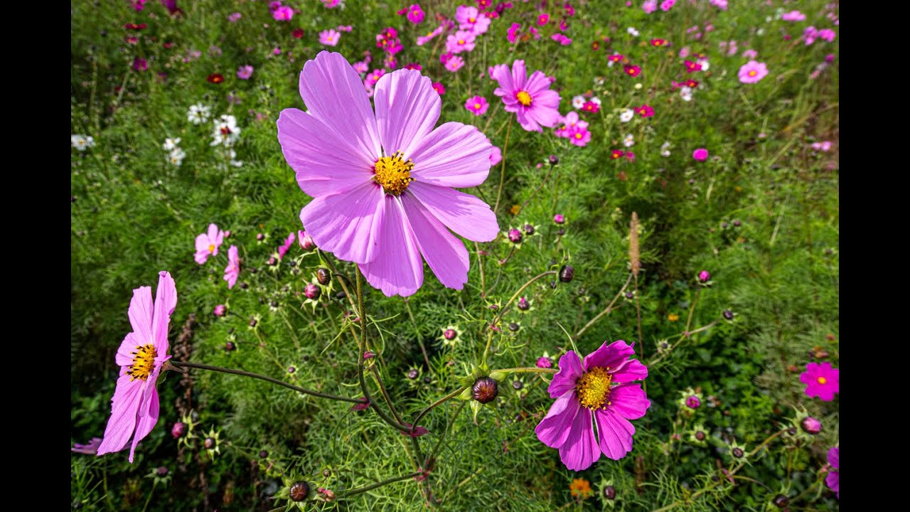 Creative Flower Photography - Wide Angle Wildflowers Tips And Tricks