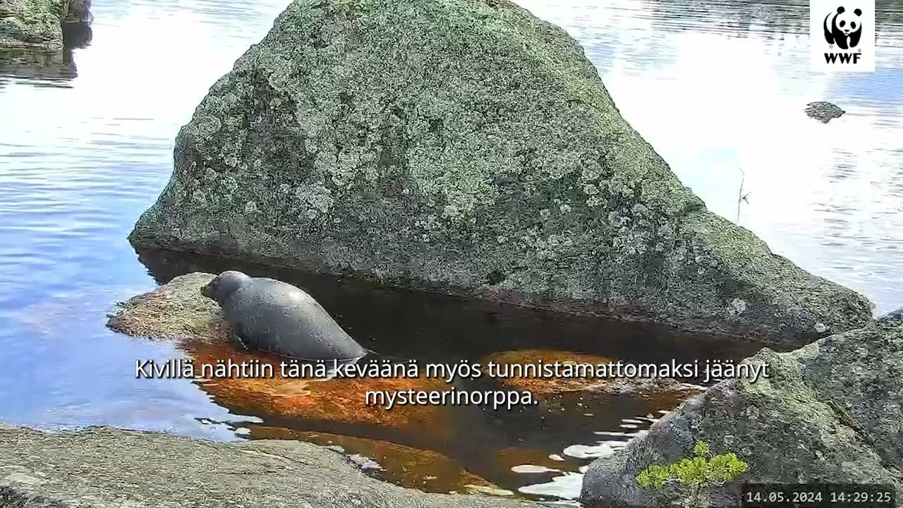 WWF:n Norppaliven kooste 2024