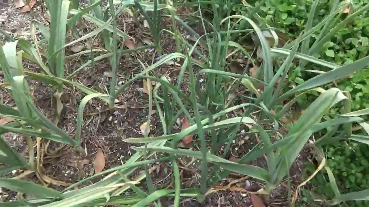 February 12 2026 garlic update