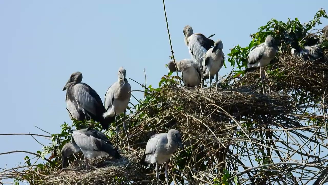 Bird Sanctuary Preserving Habitat, Harmony, and Hope for Feathered Species 00125