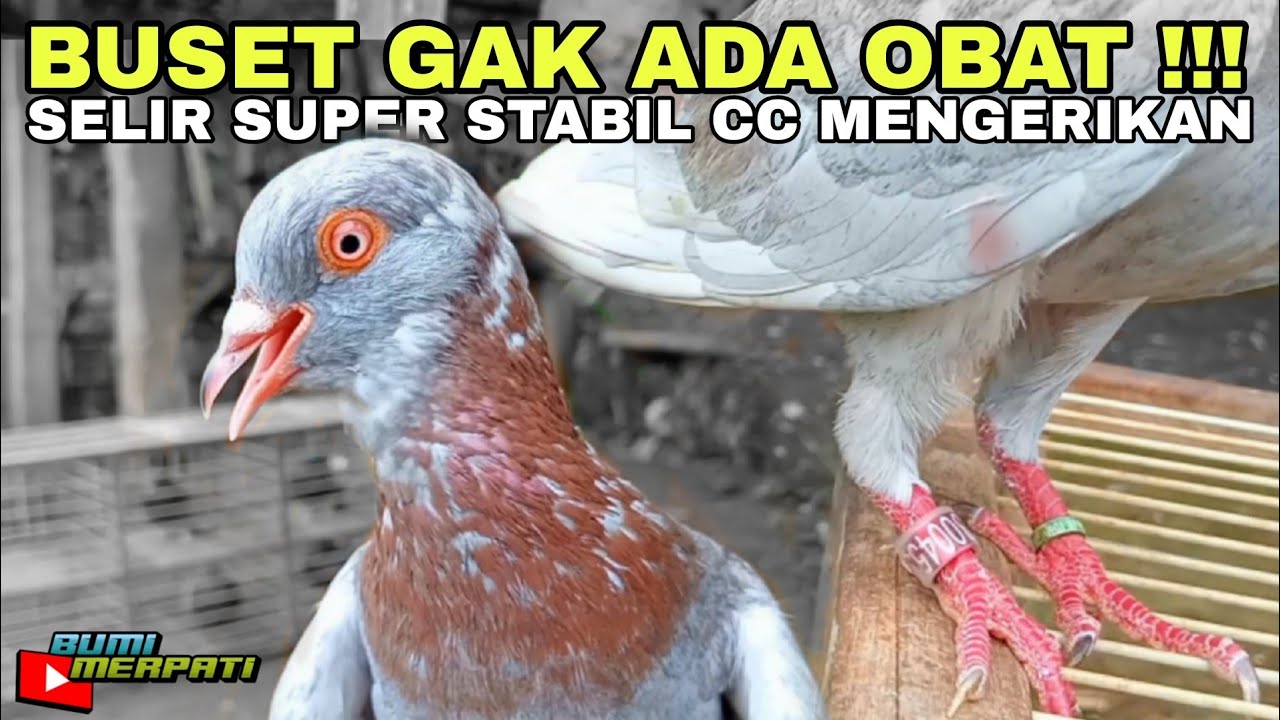 SELIR MERPATI KELABU ASAP HABIS MABUNG LANGSUNG IN BANGET !!!