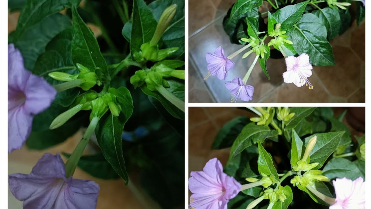 Light pink Chandrakantham plant