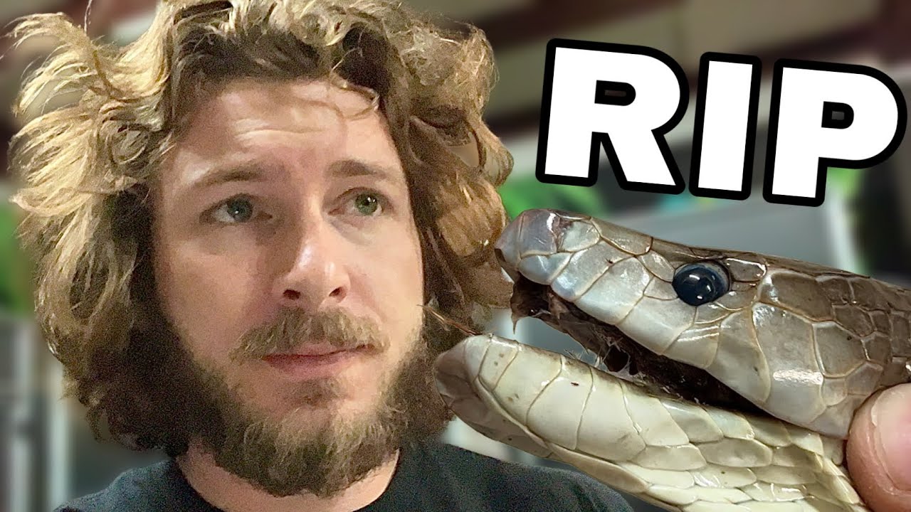 My Giant Black Mamba Passed