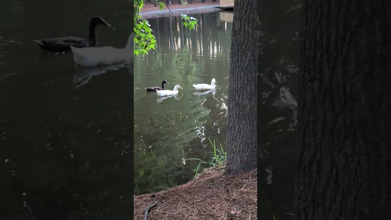3 ducks and a pond