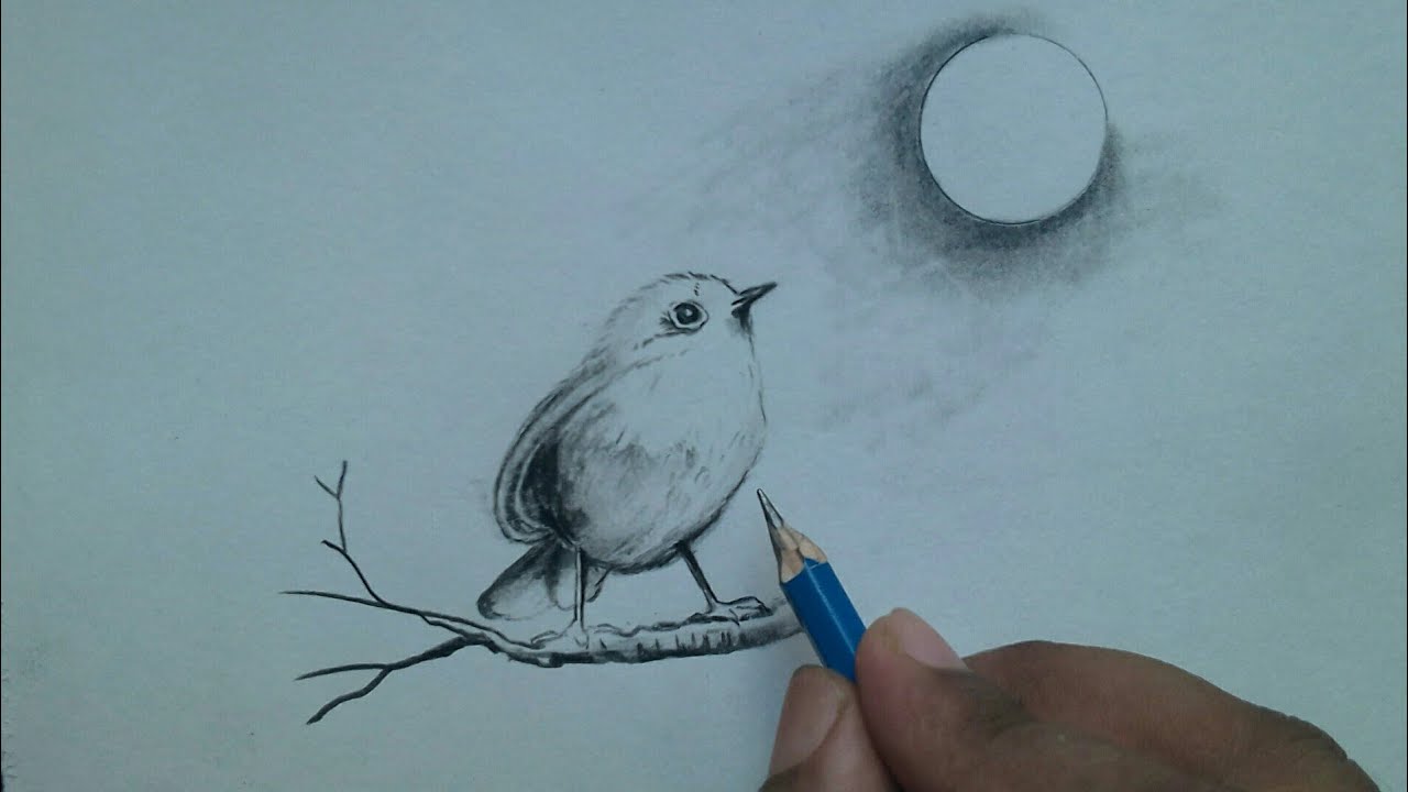 How to Draw Robin Bird Easy Drawing / for beginners