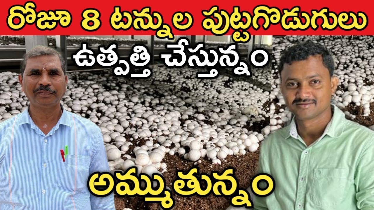రోజూ 8 టన్నుల పుట్ట గొడుగులు పెంచుతున్నం | Mushroom Farming Unit | రైతు బడి