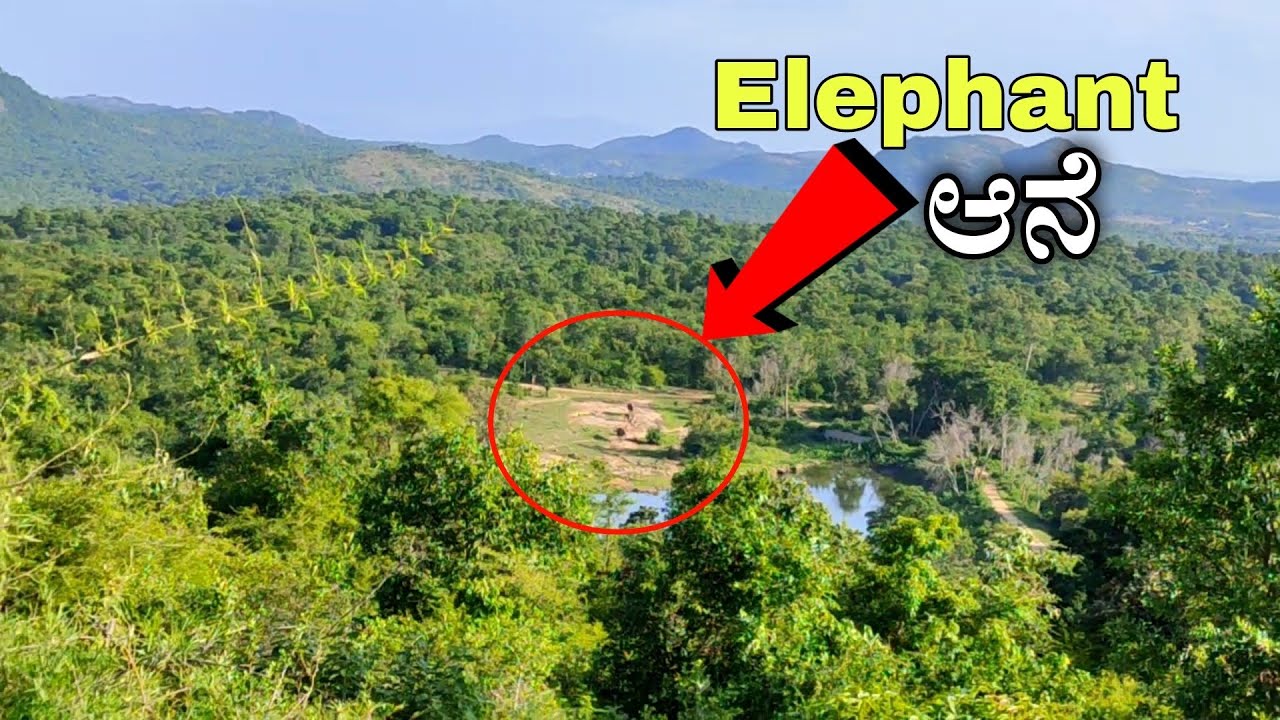 Bannerghatta Forest | ಬನ್ನೇರುಘಟ್ಟ ಅರಣ್ಯ | Elephant | National Forest | Karnataka Forest | jungle.P-2