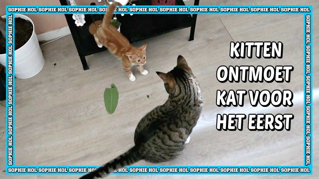 KITTEN ONTMOET KAT VOOR HET EERST | STAPPEN PLAN VOOR 100% GARANTIE | Sophie Hol | 2020