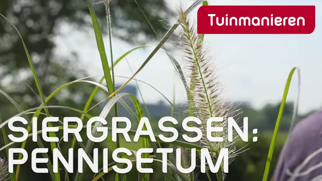 Pennisetum. Welke soorten zijn er en hoe snoei je ze? | Tuinmanieren