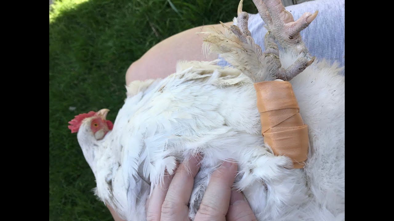 HOW TO FIX A BROKEN LEG ON A CHICKEN WITH $4