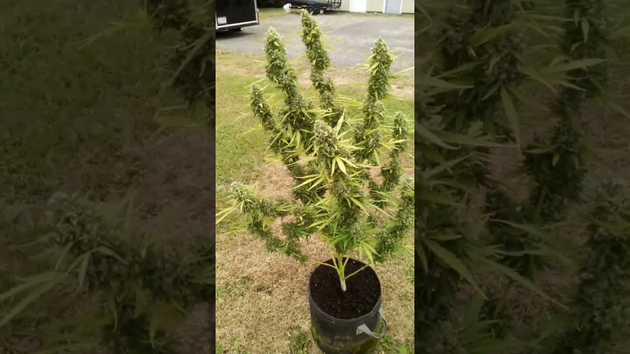 almost done 👍 #Autoflower #applefritter #weed #garden #2025grow #grow