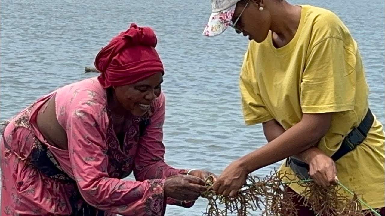HOW TO PLANT MWANI (SEA MOSS) IN THE OCEAN | LEARNING FROM LOCAL 