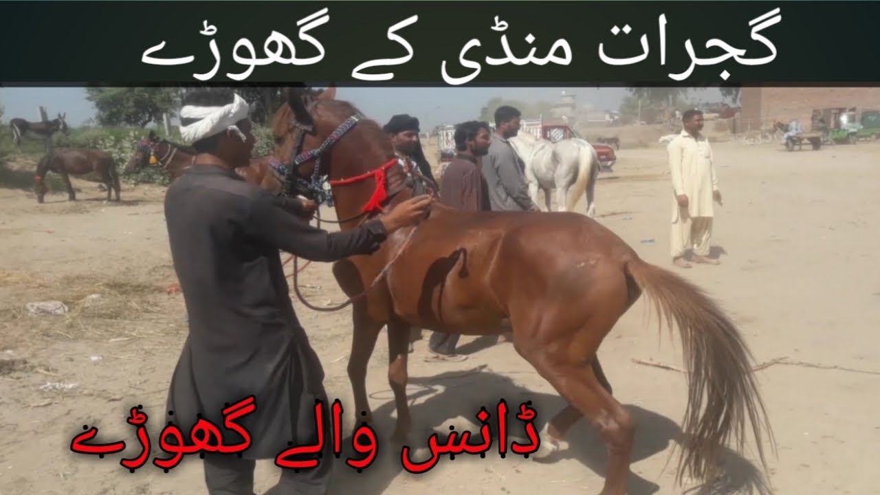 Dancing Horse For Sale In Gujarat Mandi | Beautiful Horse Price Updates | CB Pets Lover