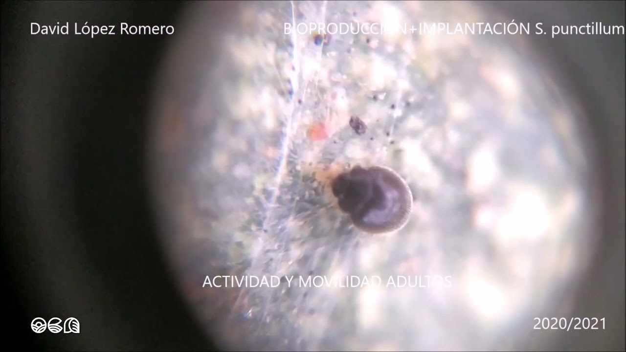 Un nuevo depredador de araña roja potencia el control biológico de esta plaga en cítricos