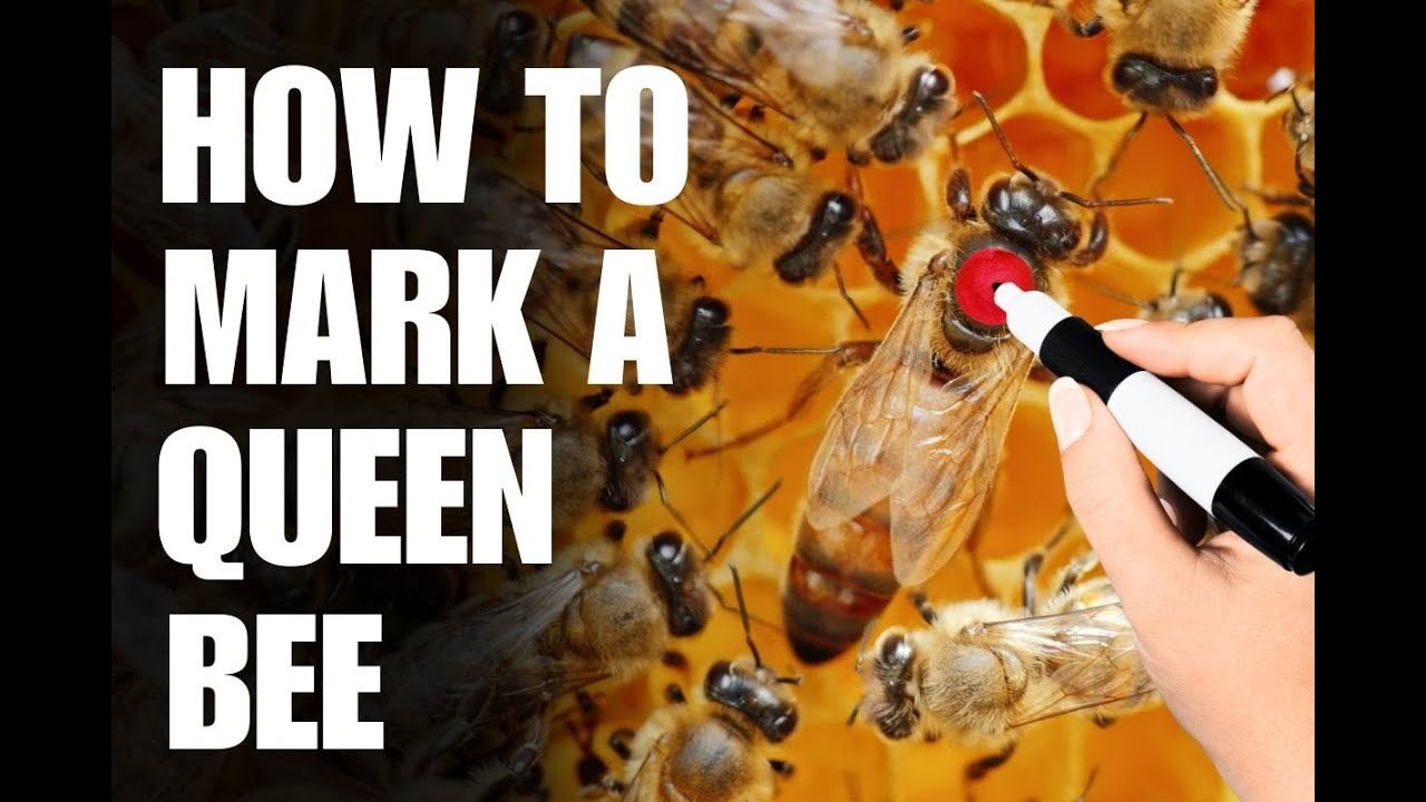 How To Mark A Queen Bee