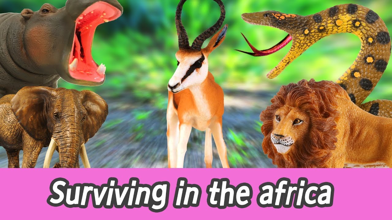 [EN] Surviving in the africa!! animal names for kids, kids animation, collecta #147ㅣCoCosToy