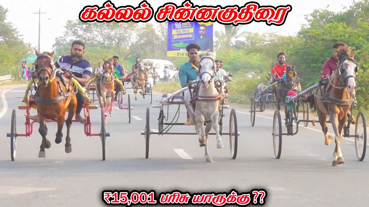 7கல்லல்-சின்னகுதிரை -பந்தயம்_02.03.2026_V_Photography