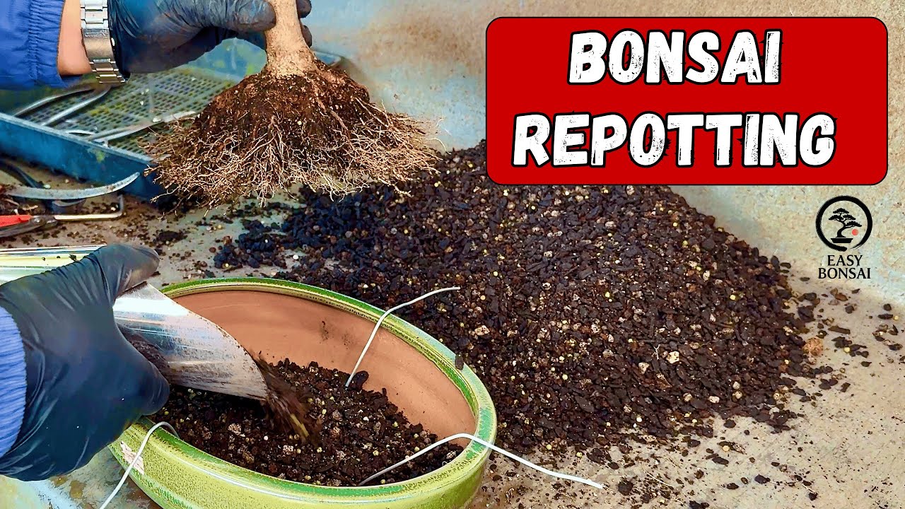 Bonsai Repotting - All You Need To Know In 1 Video.