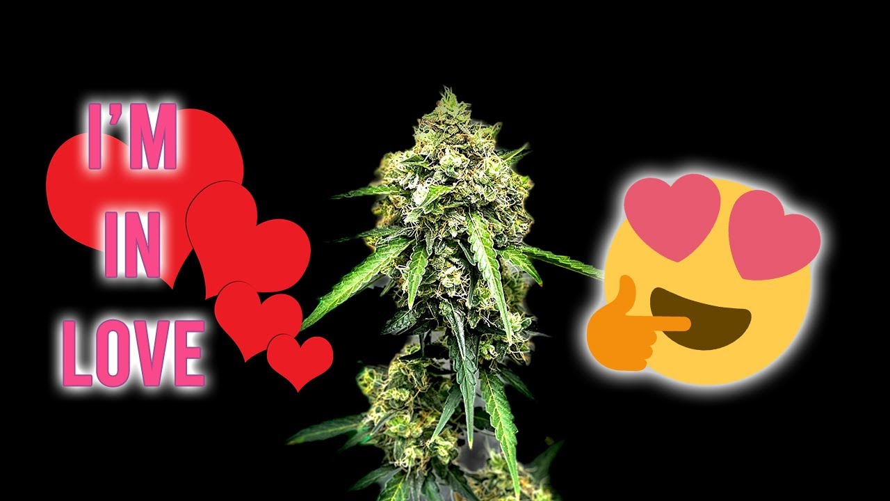 Jack Herer Autoflower from ILGM - BungeeGrows First Seed to Harvest! 😁