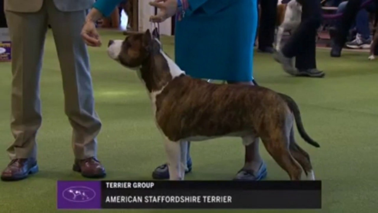 WESTMINSTER KENNEL CLUB 2018- American Staffordshire terrier